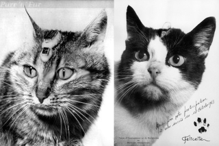 Illustration for article titled The First Animals In Space